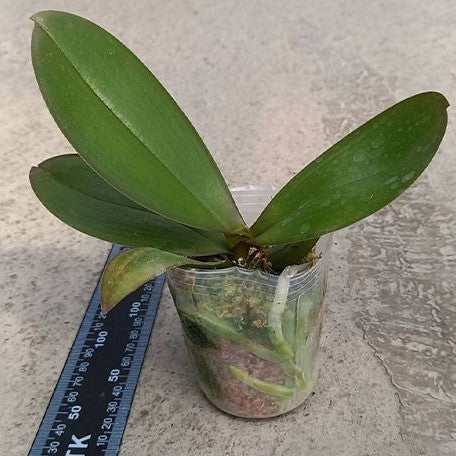 Phalaenopsis Clone Hulk 2.5"