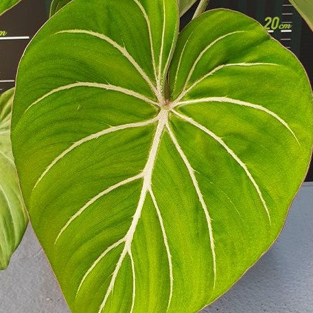 171350834158a2fc6ed39fd083f55d4182bf88826d-.webp