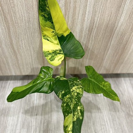 Philodendron domesticum variegata variegated 2.5