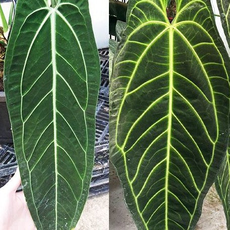 variegated anthurium warocqueanum Anthurium warocqueanum 2.5" – OrchidBox Wholesale