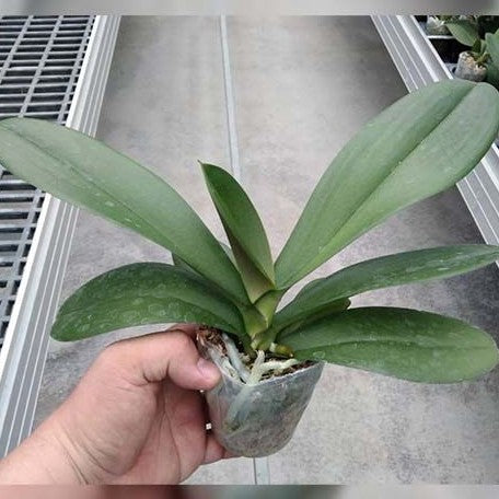 Phalaenopsis OX Lottery Prince 2.5"