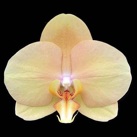 Phalaenopsis OX Lottery Prince 2.5" *On Hand*