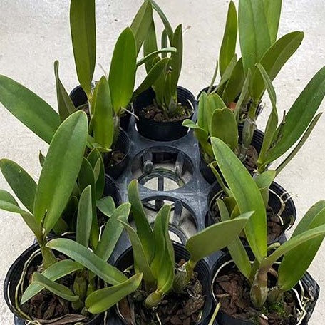 Cattlianthe Goldbrad 'Miku' SQ/JOGA 3.5