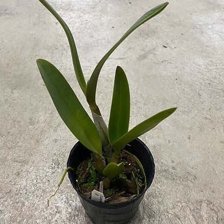Cattlianthe Goldbrad 'Miku' SQ/JOGA 3.5