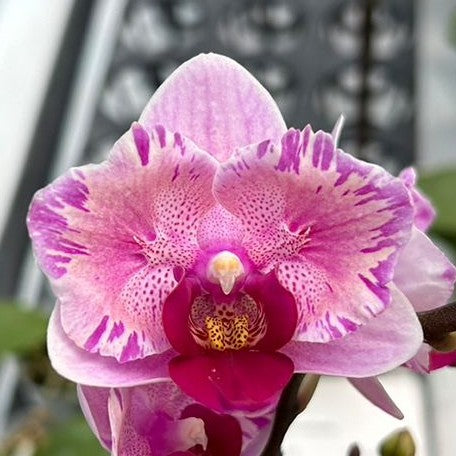 1716341867bf8229696f7a3bb4700cfddef19fa23f-.webp