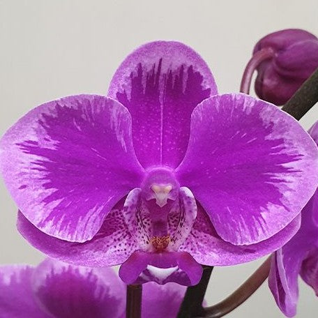 Phalaenopsis Queen Beer 'Splash' 3.0