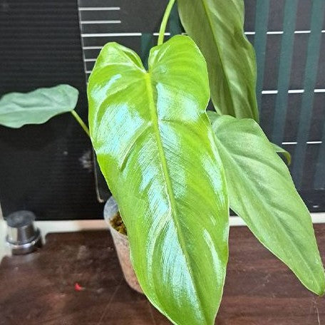 philodendron dolichogynium Philodendron dolichogynium 2.5" – OrchidBox Wholesale