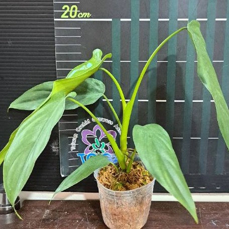 philodendron dolichogynium Philodendron dolichogynium 2.5" – OrchidBox Wholesale