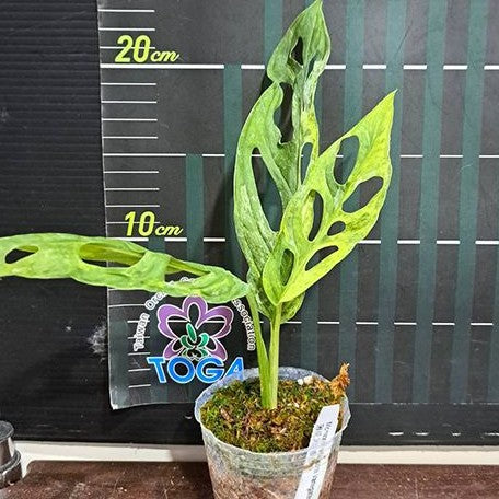 mint variegated monstera adansonii Monstera adansonii Variegated 'Mint' 2.5" – OrchidBox Wholesale