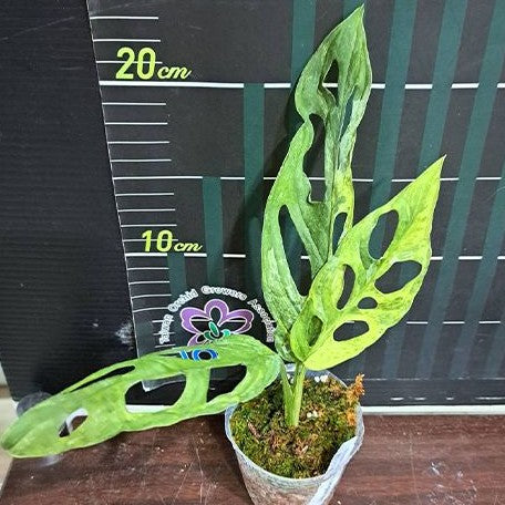 mint variegated monstera adansonii Monstera adansonii Variegated 'Mint' 2.5" – OrchidBox Wholesale