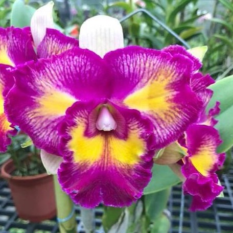 Rhyncholaeliocattleya Rainbow Orient 'Leo' 2.5