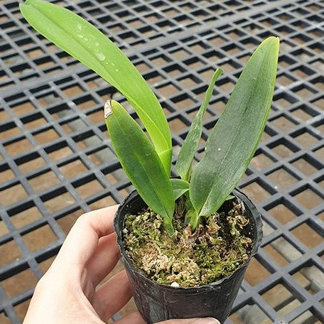 172560410942a0e188f5033bc65bf8d78622277c4e-.webp