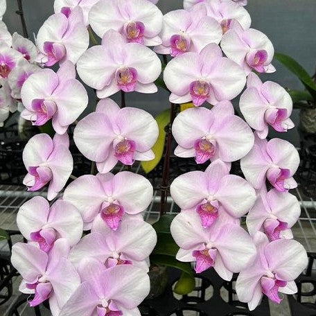 17274065965ef059938ba799aaa845e1c2e8a762bd-66f62204c601a_1727406596.webp