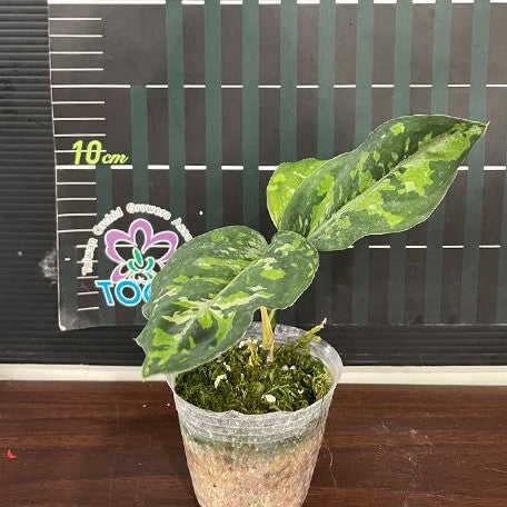 aglaonema tri pictum tricolor Aglaonema pictum tricolor (wide) variegated 2.5" – OrchidBox Wholesale