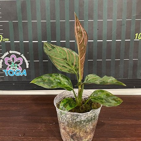 Aglaonema Red Army variegated 2.5"  OrchidBox Wholesale