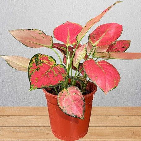 aglaonema rotundum common name Aglaonema Rotundum Hybrid 'Red Desire' 2.5" – OrchidBox Wholesale