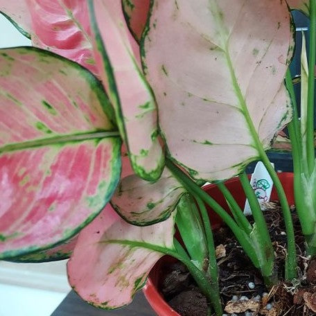 aglaonema rotunda Aglaonema Rotundum Hybrid 'Red Desire' 2.5" – OrchidBox Wholesale