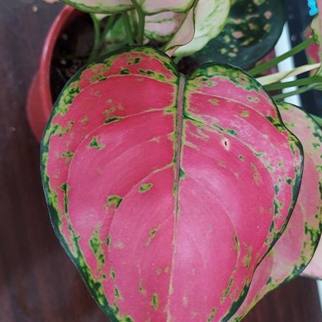 aglaonema rotunda Aglaonema Rotundum Hybrid 'Red Desire' 2.5" – OrchidBox Wholesale