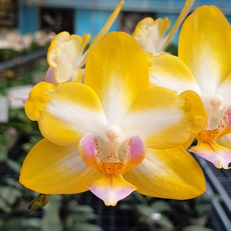 173027640336-Phal.%20Yen%20Shuai%20Sweet%20Girl%20'Promise'%20(peloric)%20%E8%8A%B11.jpg