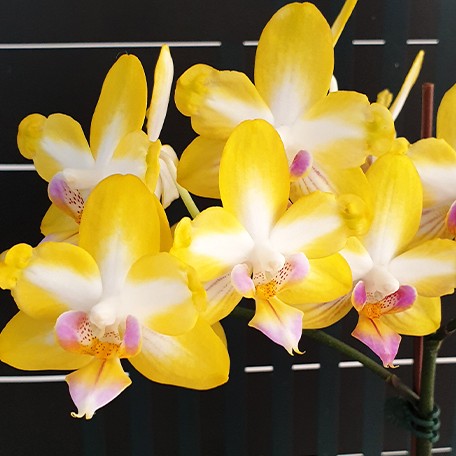 173027640336-Phal.%20Yen%20Shuai%20Sweet%20Girl%20'Promise'%20(peloric)%20%E8%8A%B12.jpg