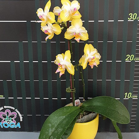 173027640354-Phal.%20Yen%20Shuai%20Sweet%20Girl%20'Promise'%20(peloric)%20%E8%8A%B13.jpg