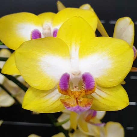 173027640387-Phal.%20Yen%20Shuai%20Sweet%20Girl%20'Promise'%20(peloric)%20%E8%8A%B15.jpg