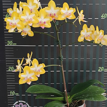 173027640391-Phal.%20Yen%20Shuai%20Sweet%20Girl%20'Promise'%20(peloric)%20%E8%8A%B14.jpg