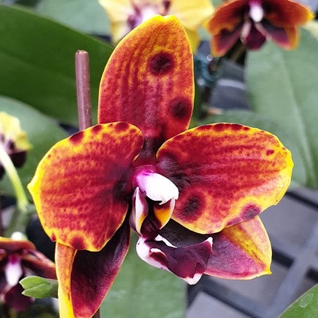 173027672326-Phal.%20Miro%20Sun%20Beauty%20'3521'%20%E8%8A%B12.jpg