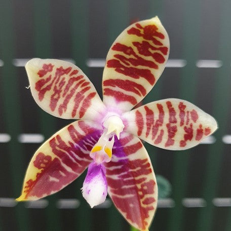 173028062757-Phal.%20Miki%20Passion%20Corningiana%20'Bell'%20%E8%8A%B11.jpg