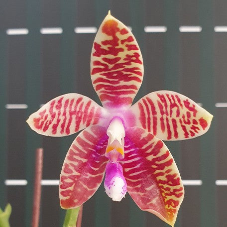 173028063651-Phal.%20Miki%20Passion%20Corningiana%20'Bell'%20%E8%8A%B12.jpg