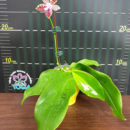 173028063670-Phal.%20Miki%20Passion%20Corningiana%20'Bell'%20%E8%8A%B13.jpg