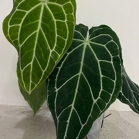 173042769659-Anthurium%20crystallinum%20(South%20America)%20%C3%97%20sib%20%E8%8A%B11.jpg
