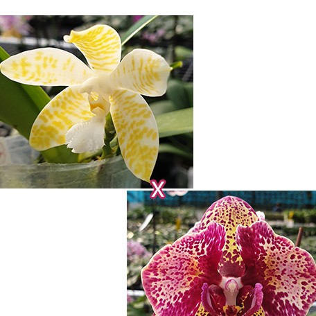 173044394835-Phal.%20hieroglyphica%20var.%20flava%20%C3%97%20OX%20Luna%20Rosa%20(peloric)%20%E8%8A%B11.jpg