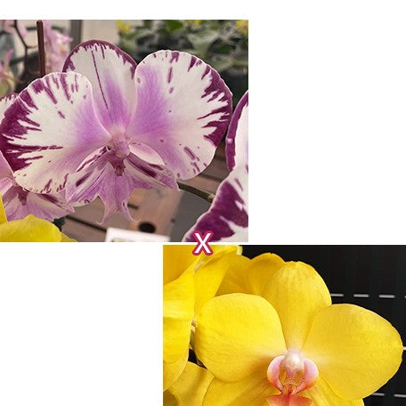 173050955976-Phal.%20Fuller's%20Master%20%C3%97%20PZO%20Canary%20'26'%20%E8%8A%B11.jpg