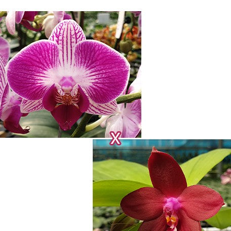 173051183229-Phal.%20Dragon%20Tree%20Paradise%20%C3%97%20LD's%20Bear%20King%20%E8%8A%B11.jpg