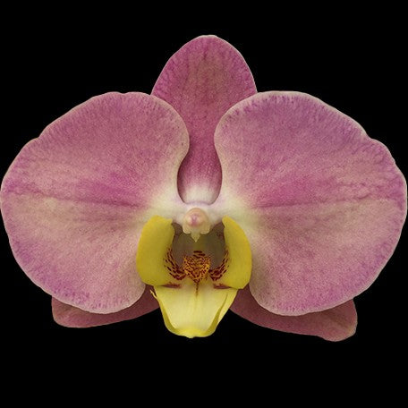 173069928686-Phal.%20Lovely%20Ballerina%20%E8%8A%B11.jpg