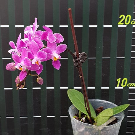 173086179516-Phal.%20equestris%20'Red'%20%E8%8A%B14.jpg