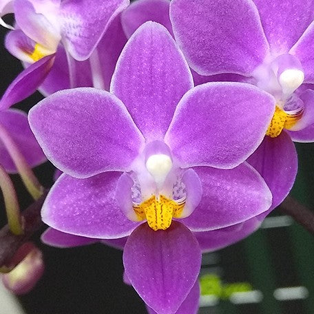 173086179564-Phal.%20equestris%20'Red'%20%E8%8A%B11.jpg