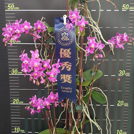 173086179585-Phal.%20equestris%20'Red'%20%E8%8A%B15.jpg