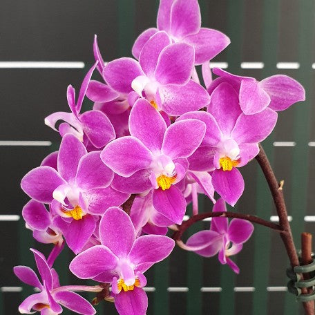 173086179593-Phal.%20equestris%20'Red'%20%E8%8A%B13.jpg