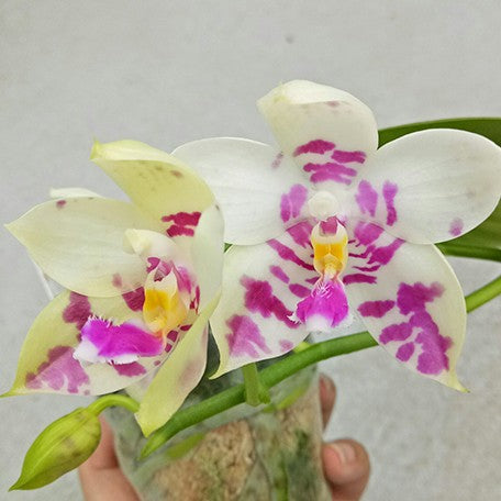 173086286534-Phal.%20Lyndon%20Mix%20Zebra%20'822'%20%E8%8A%B13.jpg