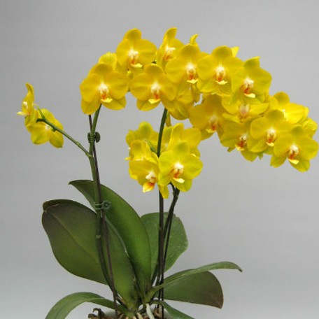 173086486925-Phal.%20Sogo%20Shito%20%E8%8A%B13.jpg
