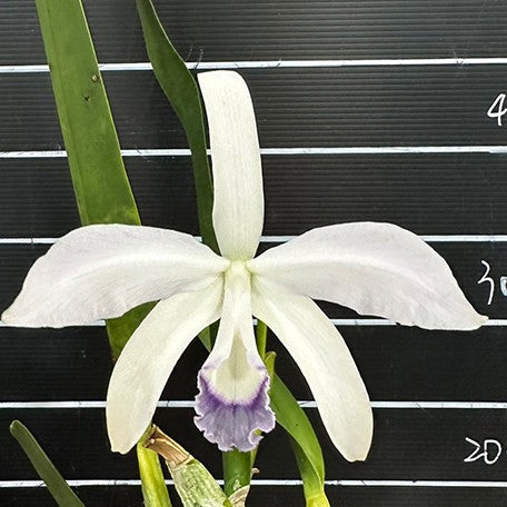 Laelia perrinii var. coerulea × sib 2.5