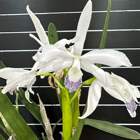 Laelia perrinii var. coerulea × sib 2.5