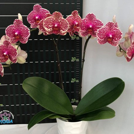 173095913162-Phal.%20OX%20Red%20Sesame%20%E8%8A%B12.jpg
