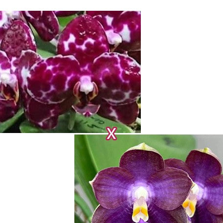 173097374067-Phal.%20Mituo%20Sunrise%20'Snow%20Red'%20%C3%97%20Mituo%20Blue%20Cat%20%E8%8A%B11.jpg