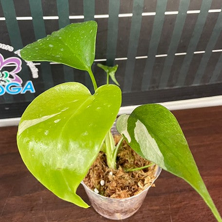 173097573635-Monstera%20deliciosa%20var%20borsigiana%20'Albo'%20%E6%A4%8D%E6%A0%AA2.5''2.jpg
