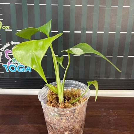 173097573668-Monstera%20deliciosa%20var%20borsigiana%20'Albo'%20%E6%A4%8D%E6%A0%AA2.5''1.jpg