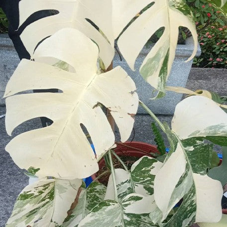 173097575634-Monstera%20deliciosa%20var%20borsigiana%20'Albo'%20%E8%8A%B12.jpg