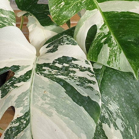 173097575651-Monstera%20deliciosa%20var%20borsigiana%20'Albo'%20%E8%8A%B13.jpg
